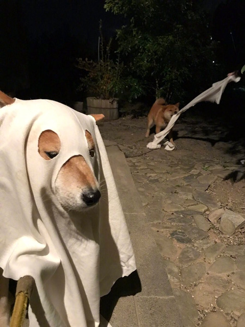 댕댕이의 할로윈.jpg | 인스티즈