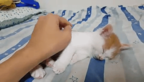 비정상회담 왕심린이 키우는 고양이.gif | 인스티즈