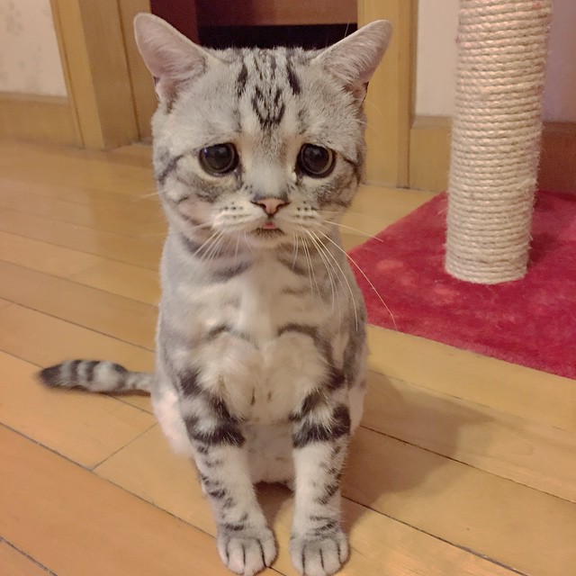 세상에서 가장 슬픈 고양이.jpg | 인스티즈