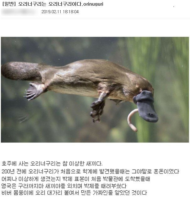 오리너구리는 오리너구리이다 jpg | 인스티즈