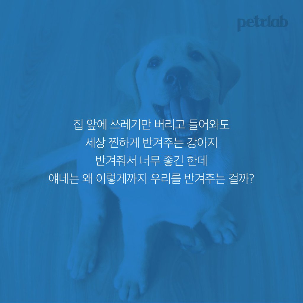 멍뭉이는 왜 당신을 반겨줄까? | 인스티즈