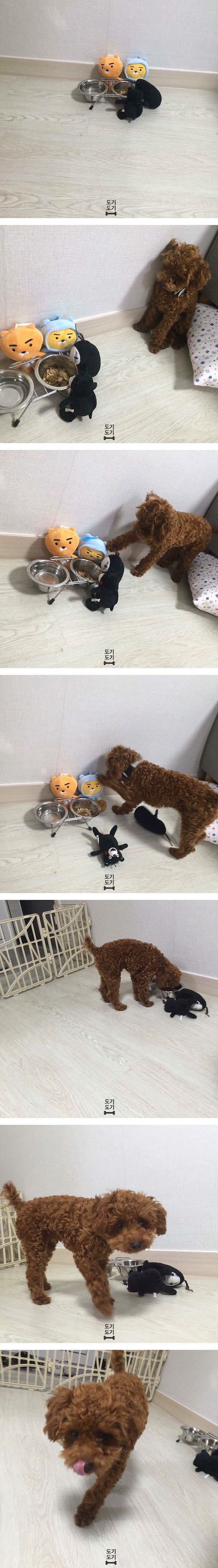 밥 안먹는 개 밥먹게 하는 방법 | 인스티즈