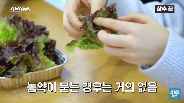 상추 끝부분 먹는다 vs 안먹는다 | 인스티즈