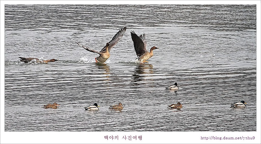 고니 이미지
