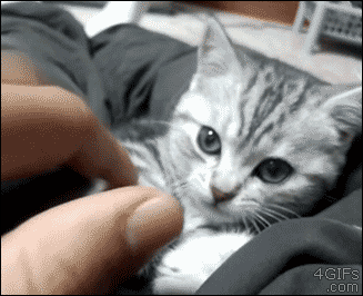 [데이터주의] 동물 움짤 .GIF | 인스티즈
