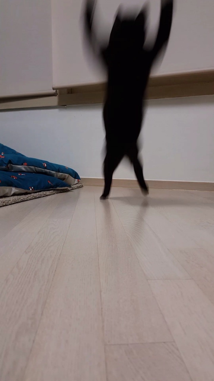 디씨에서 귀여움만으로 힛갤간 고양이 | 인스티즈