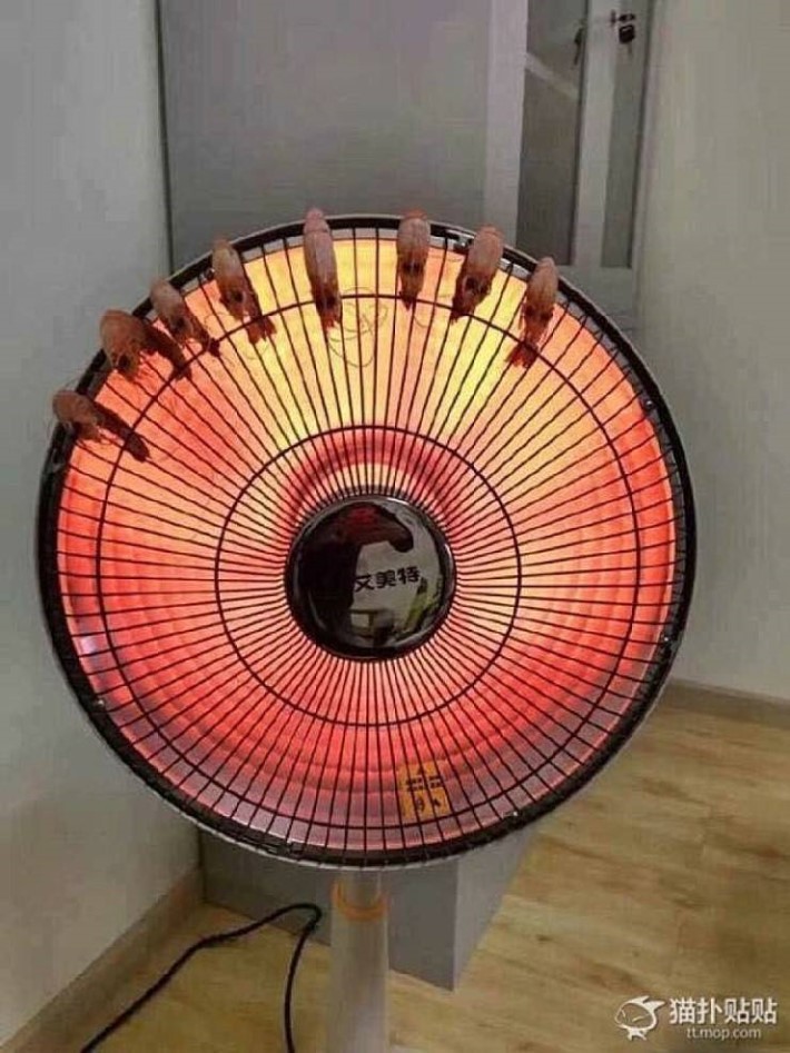 신박한 새우구이 ㅋㅋㅋㅋㅋ.jpg | 인스티즈
