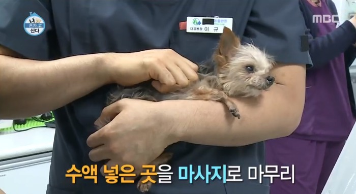 [나혼자산다] 전현무와 17살 반려견 또또 이야기.jpg | 인스티즈