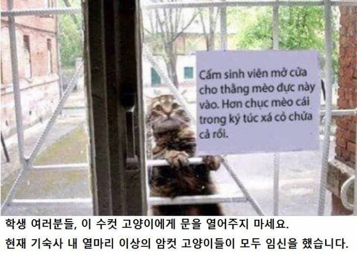 이 수컷 고양이에게 문을 열어주지 마시오.jpg | 인스티즈