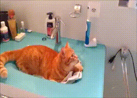 고양이 앞에서 전동칫솔을 작동시키면 | 인스티즈