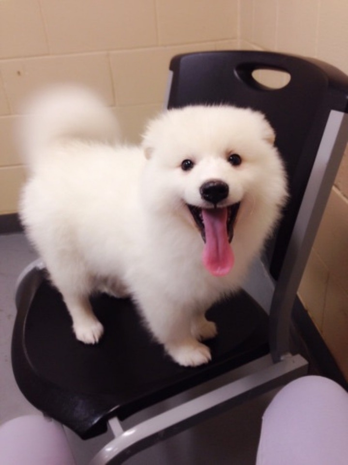 멍뭉이(개들 50) | 인스티즈