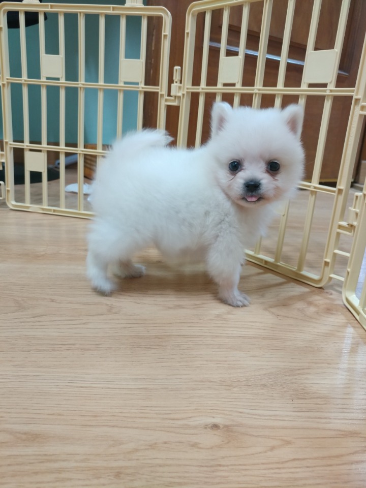 강아지의 다양한 표정을 같이 알아보자! | 인스티즈