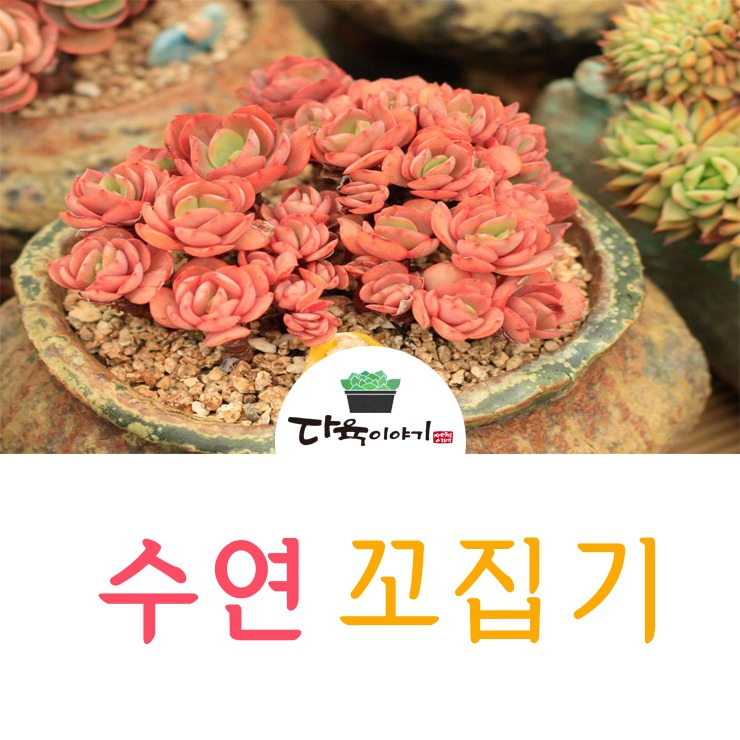 다육 이미지