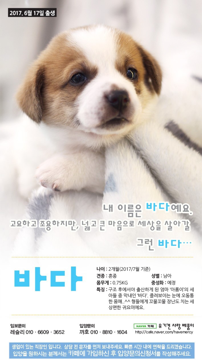 가족을 찾고 있는 중이에요! 다들 저희 한번 보고 가실래요? 유기견이지만 너무 사랑스러운 아이들 좀 뵈줘! | 인스티즈