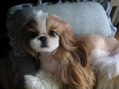 웬만한 사람보다 예쁜 개 | 인스티즈